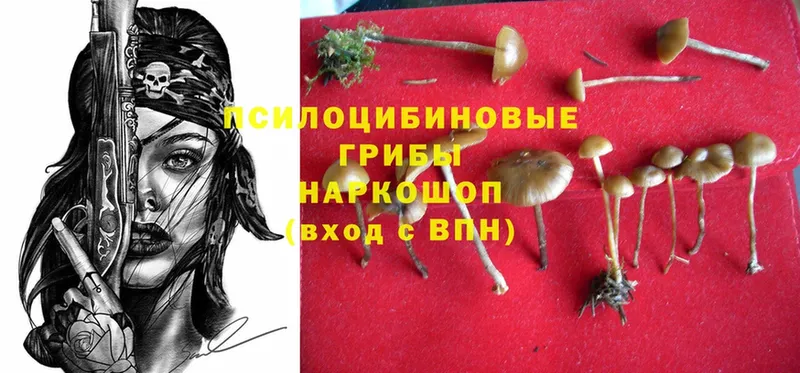 гидра как зайти  продажа наркотиков  Дорогобуж  Псилоцибиновые грибы Cubensis 